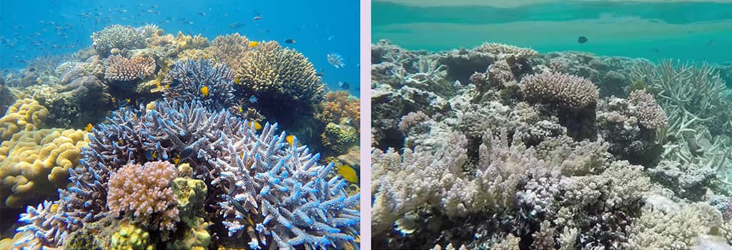 coral reef safe sunscreen