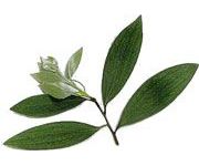 by-cosmetics Cajuput