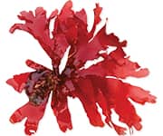 by-cosmetics Carrageenan