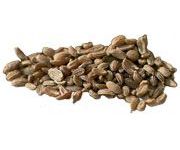 by-cosmetics Carrot Seed