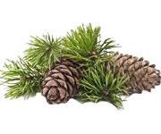 by-cosmetics Cedarwood