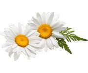 by-cosmetics Chamomile