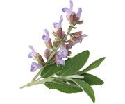 by-cosmetics Calry Sage