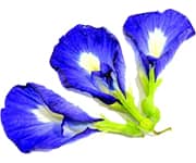 by-cosmetics clitoria