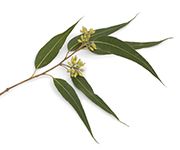 by-cosmetics eucaliptus oil