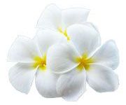 by-cosmetics Frangipani