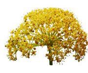 by-cosmetics Galbanum