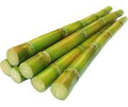 by-cosmetics Sucrose Laurate