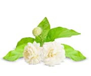 by-cosmetics jasmine flower