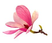 by-cosmetics Michelia Alba Magnolia Flower