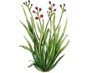 by-cosmetics Palmarosa