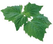 by-cosmetics Patchouli