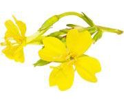 by-cosmetics Primrose