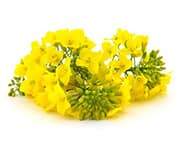 by-cosmetics Brassica Alcohol