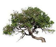 by-cosmetics Rosewood