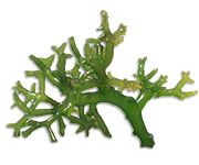 by-cosmetics Spinosum Seaweed