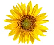 by-cosmetics sunflower oil