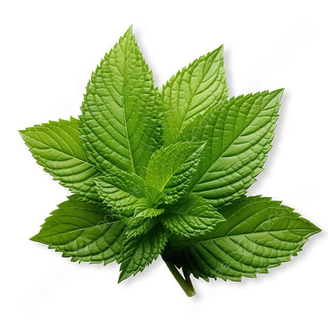 peppermint-leaf